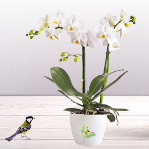 livraison ORCHIDÉES, phalaenopsis - A Fleur d'eau - Artisan Fleuriste