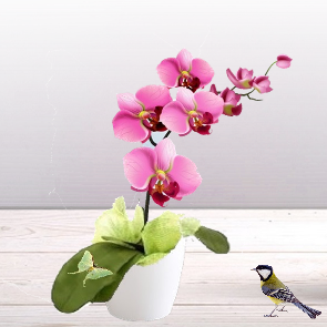 livraison ORCHIDÉES, phalaenopsis - A Fleur d'eau - Artisan Fleuriste