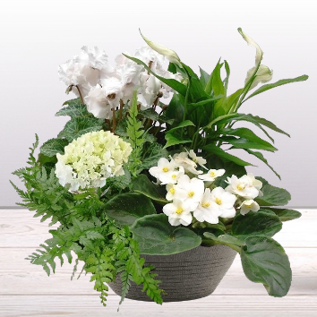 Livraison plantes, rosier, azalée, hortensia, cyclamen, jonquilles,  jacinthes - A Fleur d'eau - Artisan Fleuriste